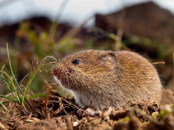 Front Yard Voles